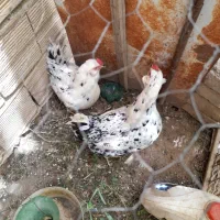 مرغ و خروس