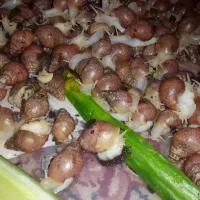 حلزون آلبینیو  جوانساز