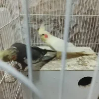 عروس فروش کامل همراه جوجه و قفس توضیحات رو بخونید