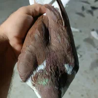 کبوتر شهری