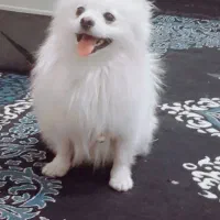 سگ پشمالو پامر