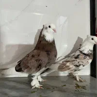 شازده سرور‌ و شازده سیاه