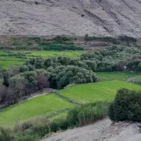 زمین کشاورزی آبی