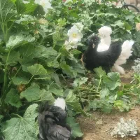 مرغ وخروس نوچه سلطان