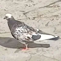 کفتر گم شده