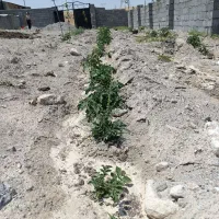 زمین در جانقور باسمنج