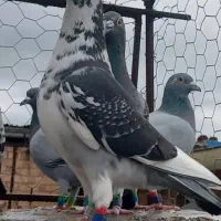 کبوتر آلمانی مسافتی