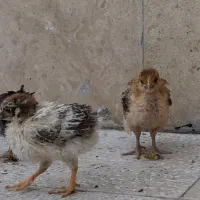 ۲۲ جوجه رسمی با ۴ اردک . فقط یکجا