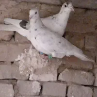 یه جفت سار