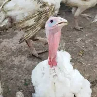 بوقلمون