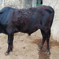 یک گوساله محلی فقط تماس پاسخگو هستم  ممنونم