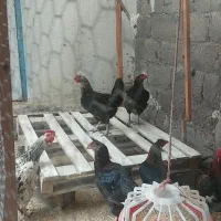 خروس و مرغ تخم گذار ومرغ لاری