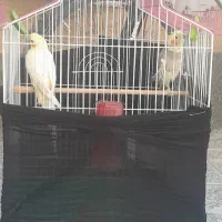 عروس هلندی