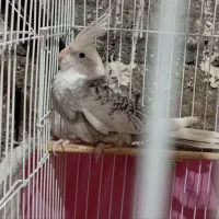 عروس هلندی