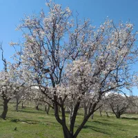 سرویس دربستی به تمام نقاط ایران در اسرع وقت ....