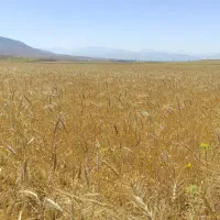 فروش-زمین-دیم-چمقلو-گنجی
