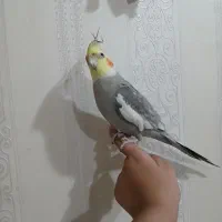 سلام طوطی عروس  کامل سلام سر وحال