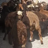 30 راس بره ترکی