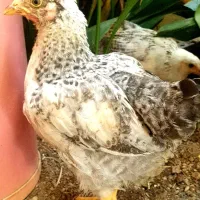 جوجه محلی و گلین 3 ماهه