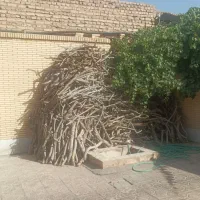 چوب پسته