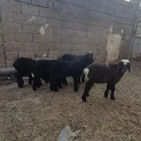 بره