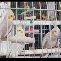 عروس هلندی