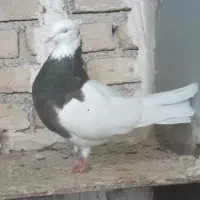 کبوتر طوقی گمشده