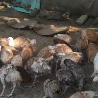 فروش بوقلمون  ۳ماهه