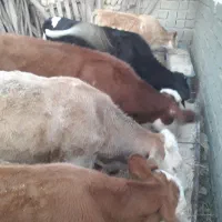 پنج گوساله سیمینتال