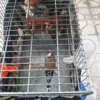 سهره نروماده تازه تخت همراه باقفس