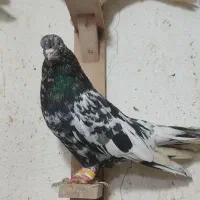 ساده چپ