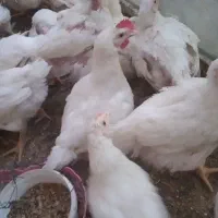 فروش جوجه های گوشتی