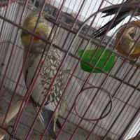 عروس هلندی