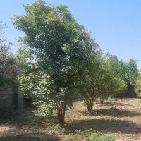 باغ شهرک منتظری