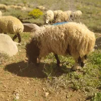 بره عراقی ، صادراتی