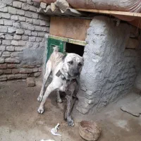 فروش یک قلاده سگ نگهبان یک ساله