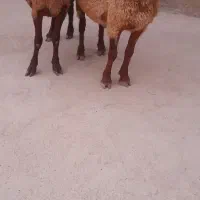 پاییزه زا ( واکسینه شده)