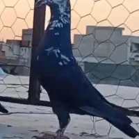 سوسکی سیاه ساردوبال
