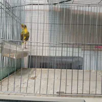 قناری سوخته و ابلغ