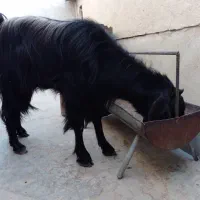کهره پازن جوان و چاق و هیکلی