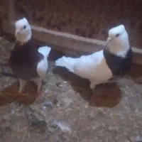 کفتر