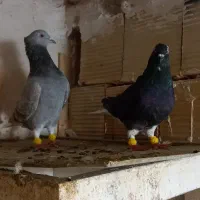 جفت دمسفید نروماده