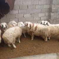 بره فروشی