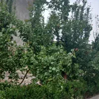 دو کرت باغ آقا حسنی امان آباد