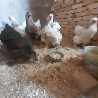 تخم برهما و جوجه خون پاک،  وارداتی نژاد بیات