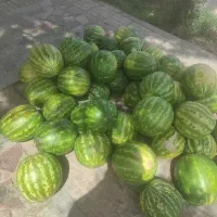 هنوانه سالم گوسوندی یاگاوی