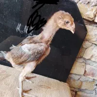 جوجه خروس لاری اصیل افغان قلم سبزدانگ بالا