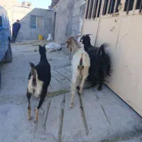 سه بز جوان چاق داشتی و گوشتی