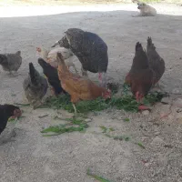 مرغ وخروس
