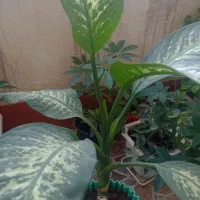 گل وگیاه|گل و گیاه طبیعی|سرپل ذهاب, |دیوار